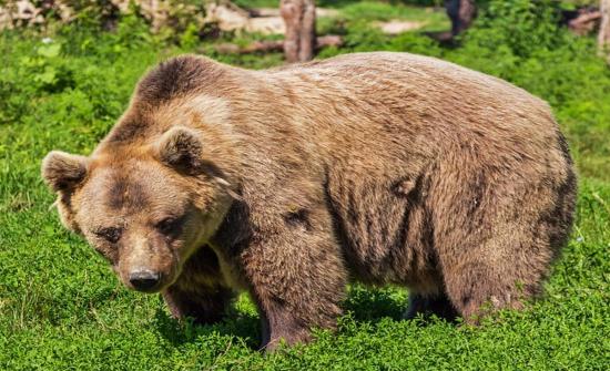Эрхүү мужид баавгай хэт олширчээ